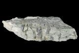 Fossil Lycopod Tree Root (Stigmaria) - Kentucky #143721-2